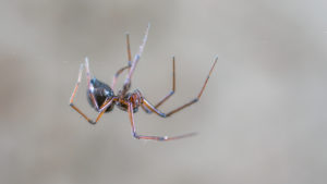 Things to Know About Household Bugs