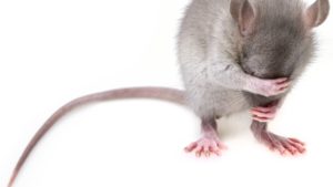 Areas to Check When Conducting Pest Prevention