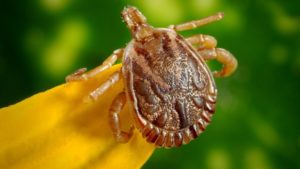 Questions You Should Ask Yourself When Looking for an Exterminator