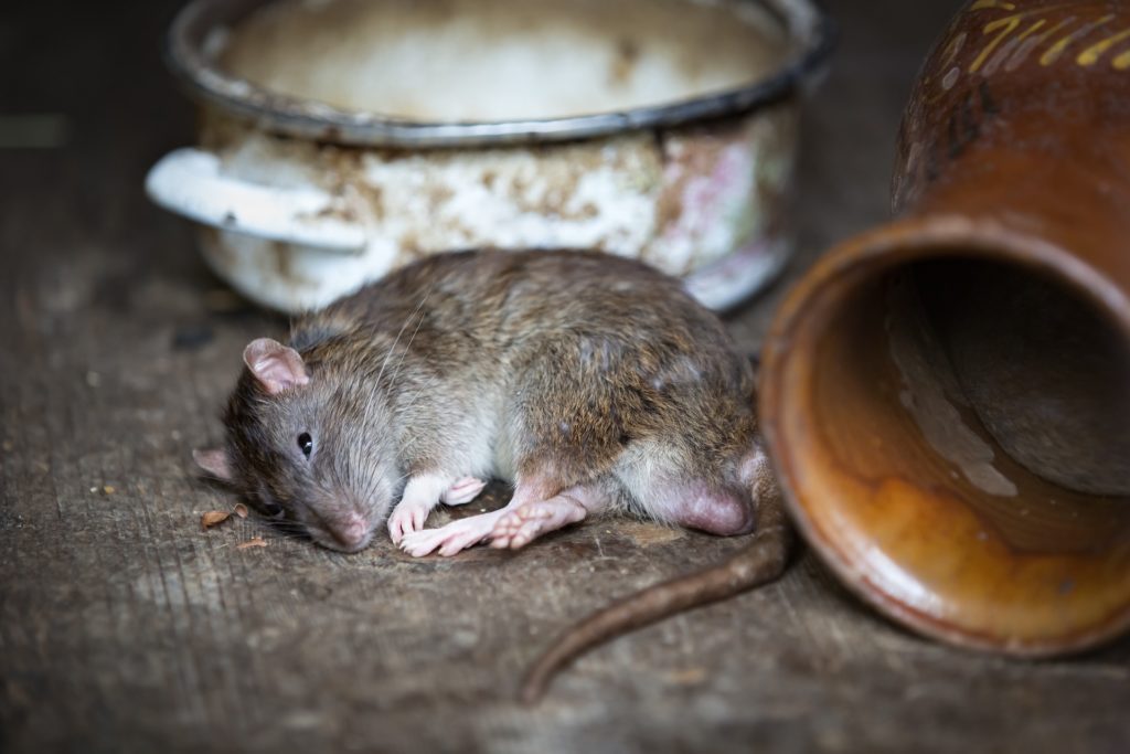 rat