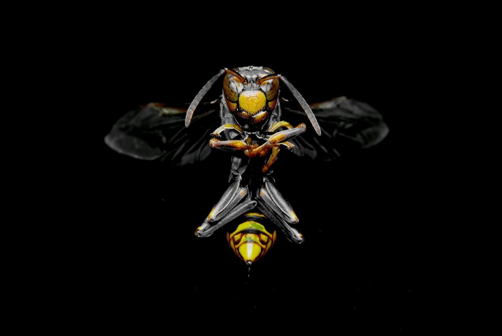 wasp